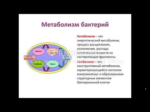 №4 видеолекция.  Физиология микроорганизмов