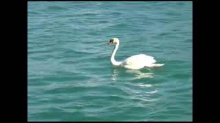 Discover Dubrovnik - Epizoda 10 - Rijeka dubrovačka (Reupload)