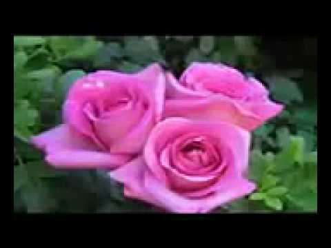 آية واذكر في الكتاب سورة مريم الشيخ أحمد نعينع 