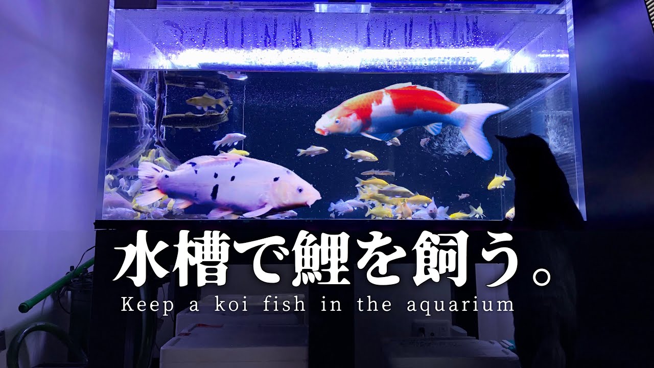 水槽で鯉を飼う Keep A Koi Fish In The Aquarium Youtube