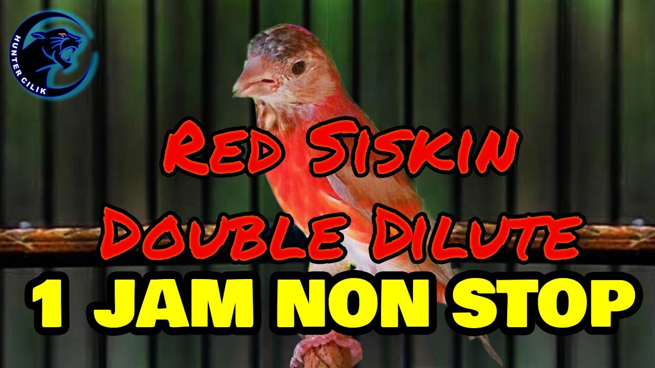 SUARA BURUNG RED SISKIN DOUBLE DILUTE 1 JAM NON STOP