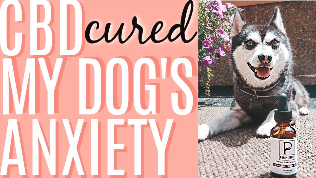 Cbd For Dogs | Cbd Cured My Dog'S Anxiety