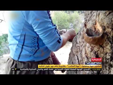صناعة العلك الكردي المر في محافظة السليمانية