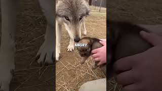 Wolf Attacks Man And He Saves Her Pup
