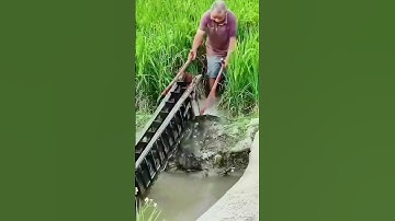Grandpa Operating Traditional Water Wheel to Irrigate Rice Fields