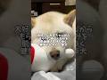 大好きなお兄ちゃんからのプレゼントを肌身離さず持ち歩く健気な柴犬 #shorts #柴犬 #犬 #dog