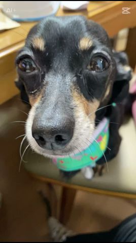 【愛犬カカオ】アイドル歌手目指してますが！僕男の子で…！何かへん？ #癒し系 #おもしろい #愛犬