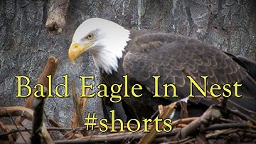 Bald Eagle In Nest #shorts