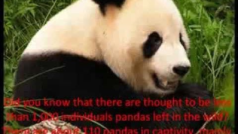 Endangered animals campaign- Save the Pandas.
