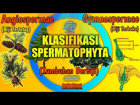 Video: Tumbuhan Apa Yang Termasuk Gymnospermae?