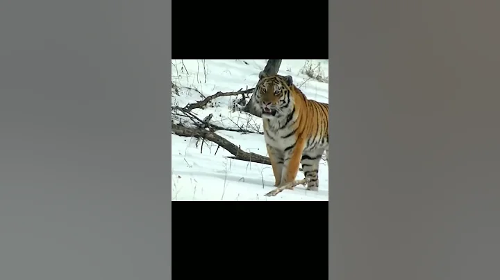 Tiger hunting wild boar  #shorts #animals #wildlife #facts #wolf #nature #tiger #cat #dog #birds