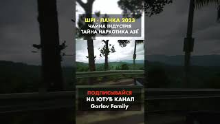 Путешествие по Шри Ланке на машине, по дороге встретили обезьян!