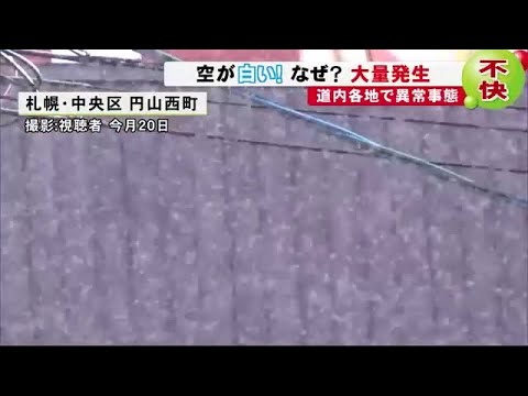 驚異の1500倍 北海道は 雪虫パニック なぜ 異常事態のワケは 19 10 23 19 23 Youtube