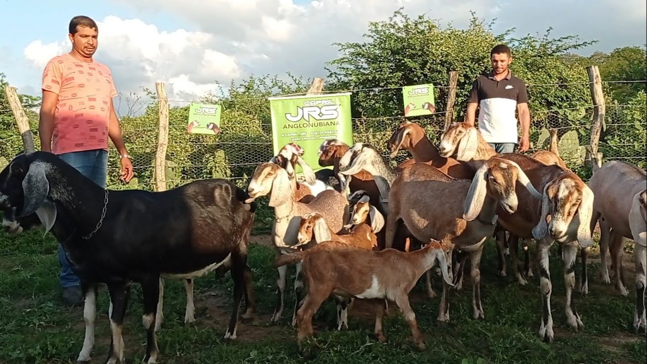 VISITA AO CAPRIL JRS ROGÉRIO CRIADOR DE ANGLO NUBIANA ANIMAIS REGISTRADOS DISPONÍVEL A VENDA