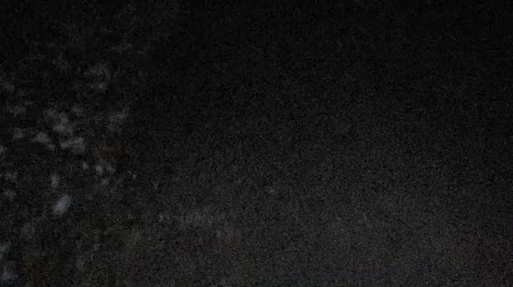 The tree with 5 eyes