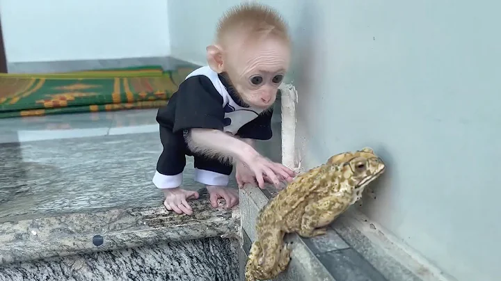 The baby monkey's reaction upon discovering the toad!