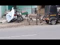 DONKEY IS RELAXING Mp3