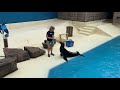 July 8 - Sea Lion Keeper Talk