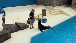 July 8 - Sea Lion Keeper Talk