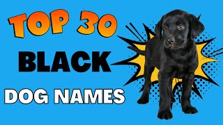 Top 60 Best Black Dog Names 2022