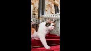 I Gatti dell&#39;Ermitage tengono il museo libero dai Topi