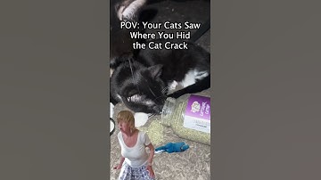 It’s 3AM and Your Cats are Lit 🔥😹 #catnip #cats #cat