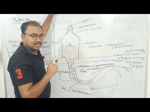 Structure of sperm||Human