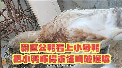 霸道公鸭看上小母鸭，火急火燎追鸭亲，把小鸭吓得求饶叫破喉咙