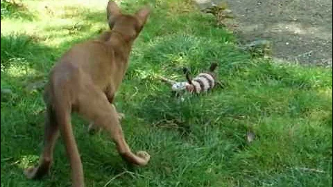 Video 281561: oriental shorthair cat playing, shorthair cat toys, cat fetches toy