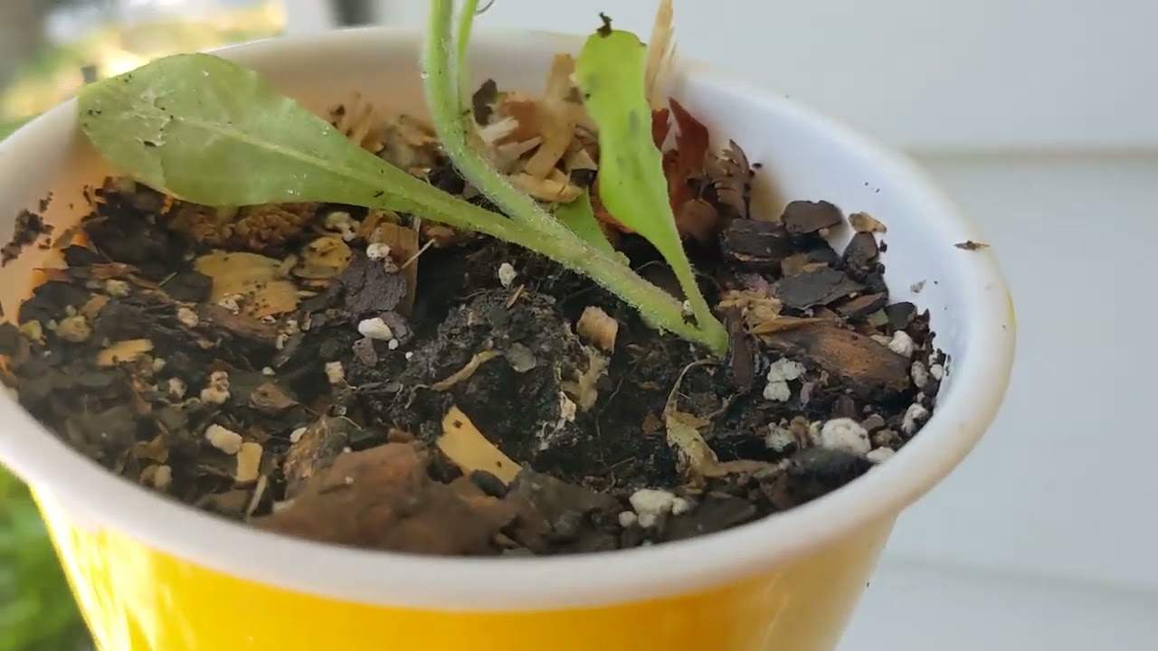 Gamochaeta ____ April 24 2024 Savannah GA