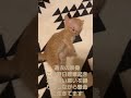 ともぞう生後4か月