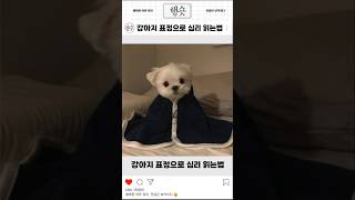 강아지 표정으로 심리 읽는법