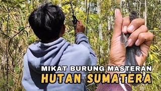BIRD TRAINING ADVENTURE IN SUMATERA'S TROPICAL FOREST || FAN BRUSH BIRD TRAINING, GOLDEN FISH,