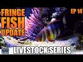 FISH ON THE FRINGE: Update - Triggerfish, Tusk, Butterfly, Damsels - Livestock Series