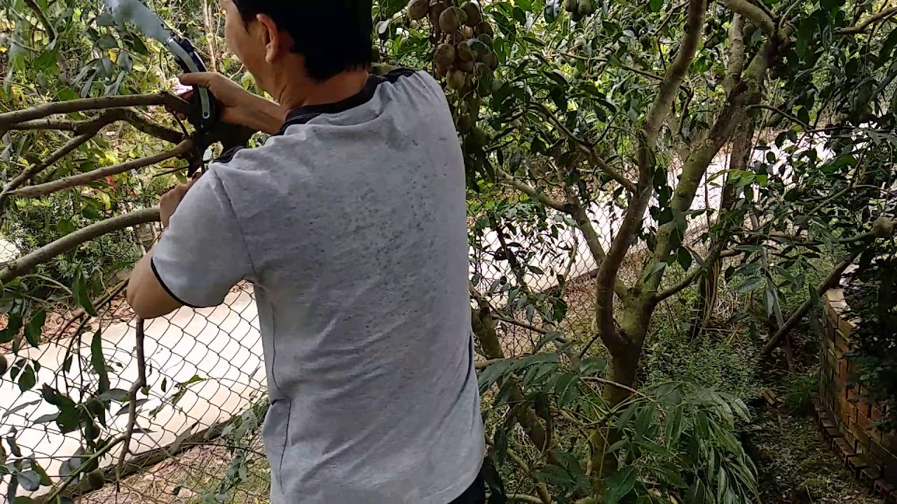 Break up ambarella, cutting ambarella many fruit