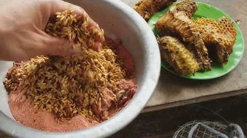 0763 Bẫy Cá Rô Đồng bằng Xà Di l Nhiều Hơn Cả Mong Đợi l Anabas Fishing Trap