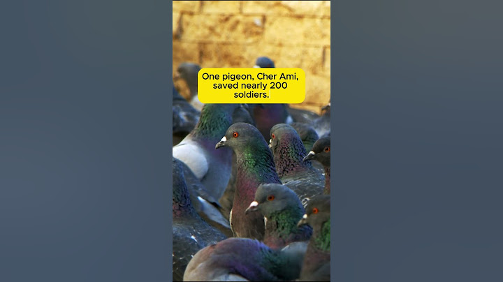 Mind-Blowing Facts About Pigeons! | You Won’t Believe
