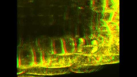 EM microtubule timelapse