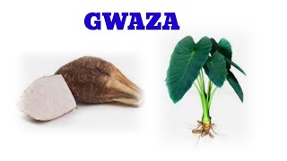 GWAZA..#tilawatv #gidanmagani_herbal #maijalalainitv
