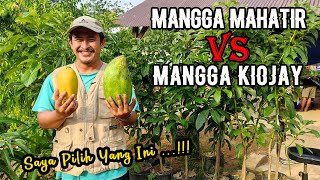 Mangga Mahatir vs Mangga Kiojay | Rasa Mangga Jumbo |