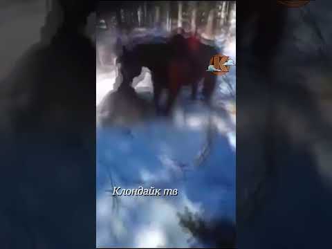 Лошадь бьёт волка и овцу.