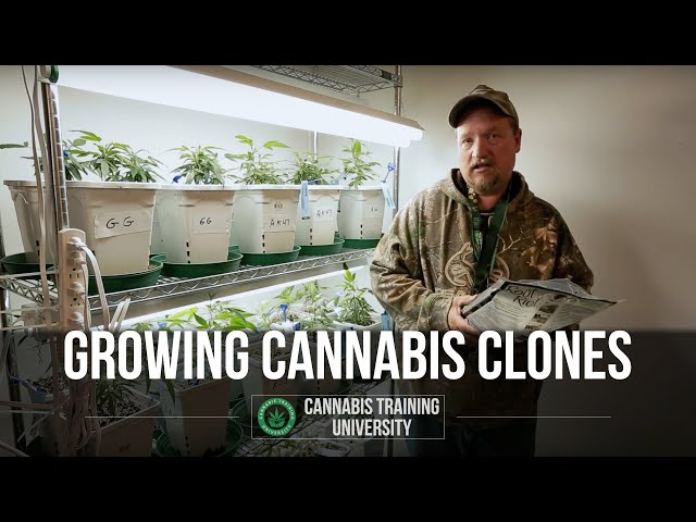 Starting Cannabis Clones - Cannabis Training University