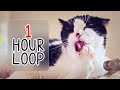  asmr cat grooming 92 1 hour loop