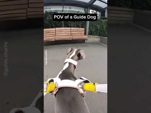 POV of a