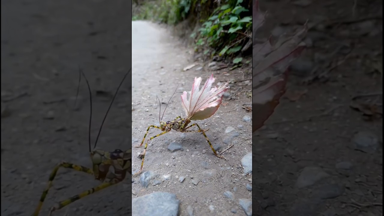 Parece imposible, pero existe