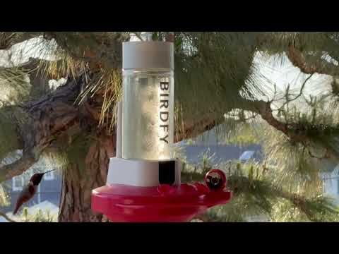Netvue Birdfy Hummingbird