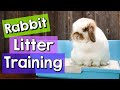 8 Rabbit Litter Training Tips & BEST Litter Boxes!