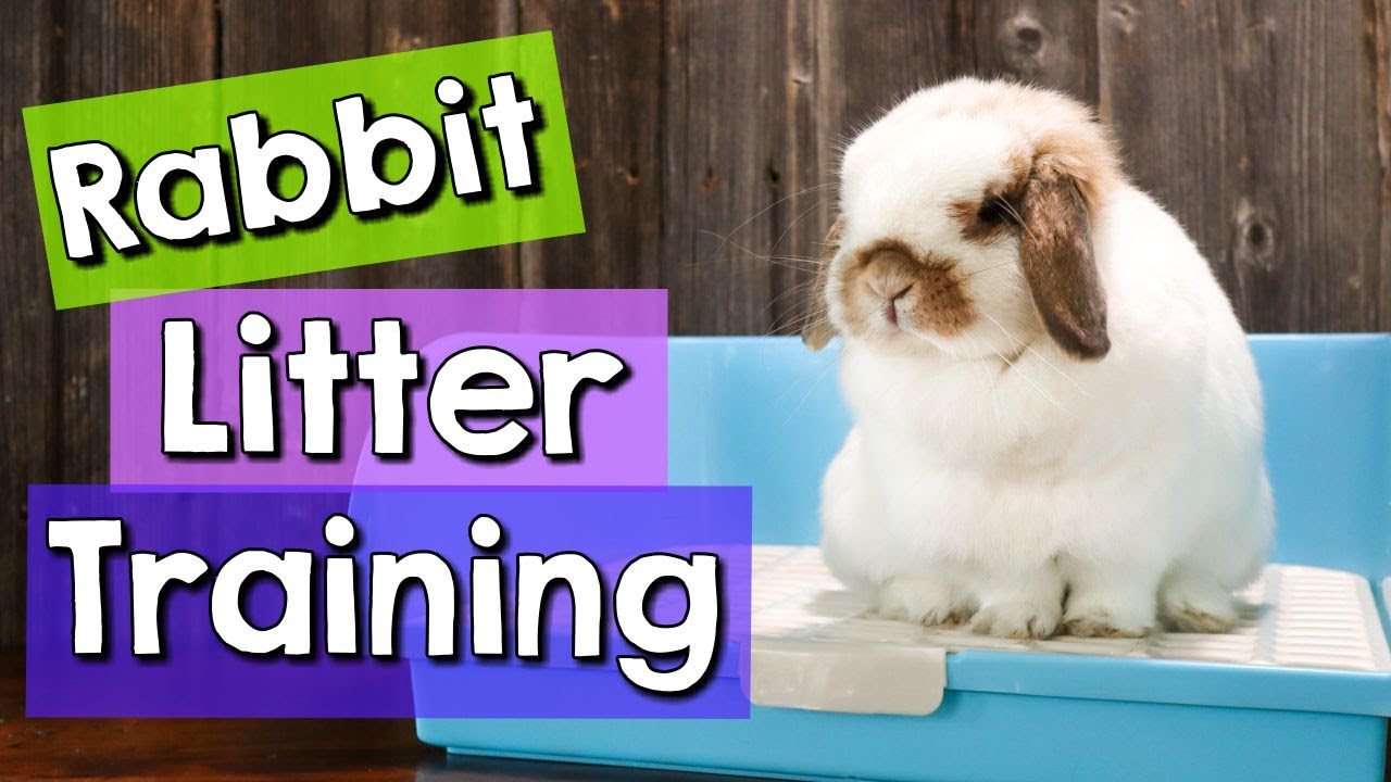 8 Rabbit Litter Training Tips BEST Litter Boxes YouTube