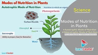 Nutrition in Plants Class 7 Science | Modes of Nutrition in Plants - Autotrophic and Heterotrophic