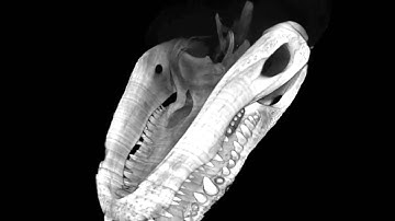 OpenGL_ProgrammablePipeline_VolumetricRaycasting_JOGL